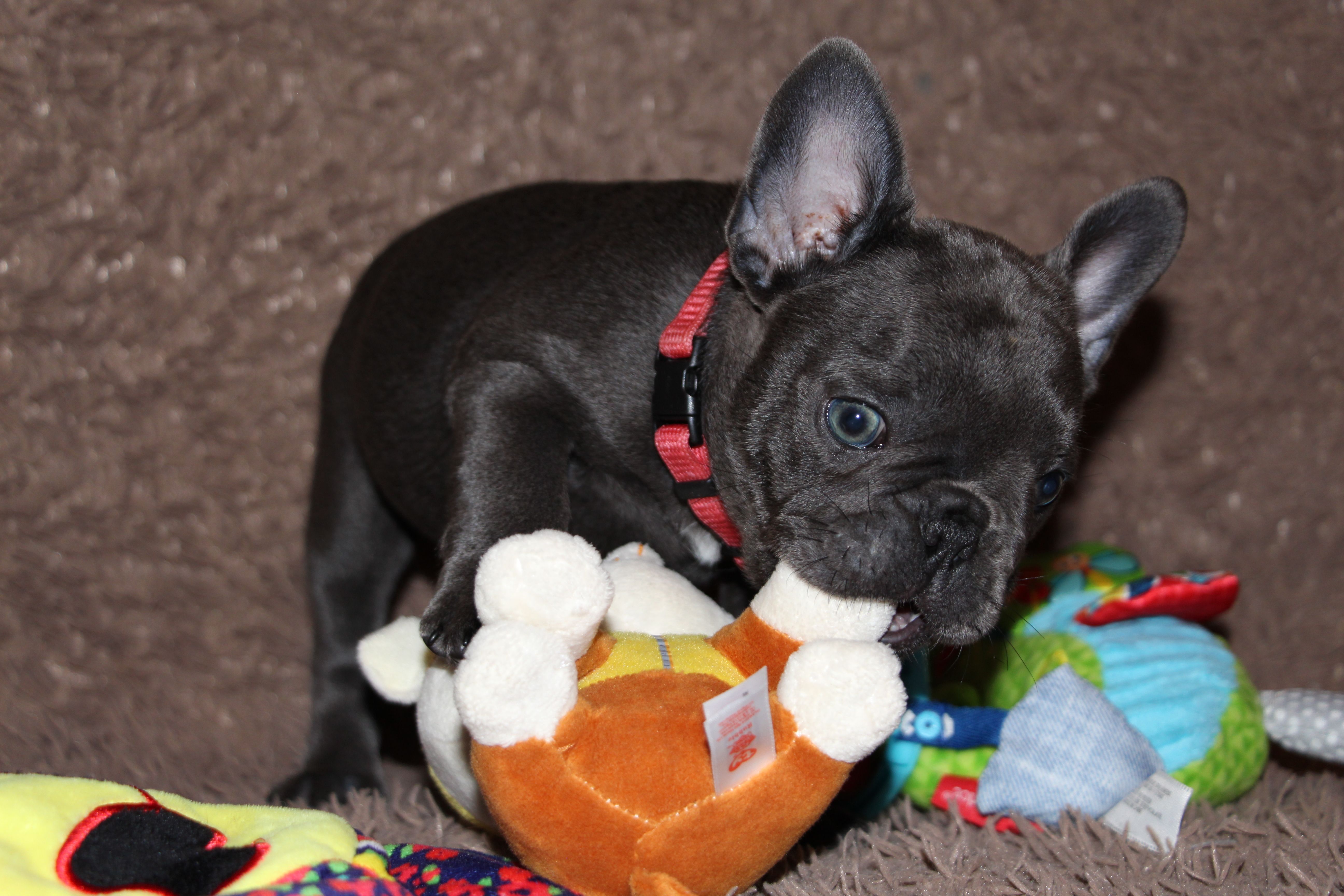 <svg class='pink'></svg> <b>Miss Little Heart</b> <svg class='pink'></svg>